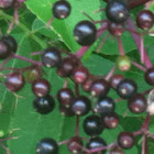 Common elderberry
