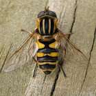 Syrphid Fly - female