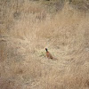 fácán - Common Pheasant