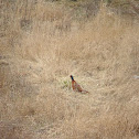 fácán - Common Pheasant