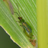Mexican corn rootworm