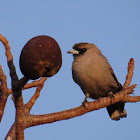 Black-faced Woodswallow