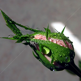 without umbrella by Mirela Korolija - Flowers Single Flower