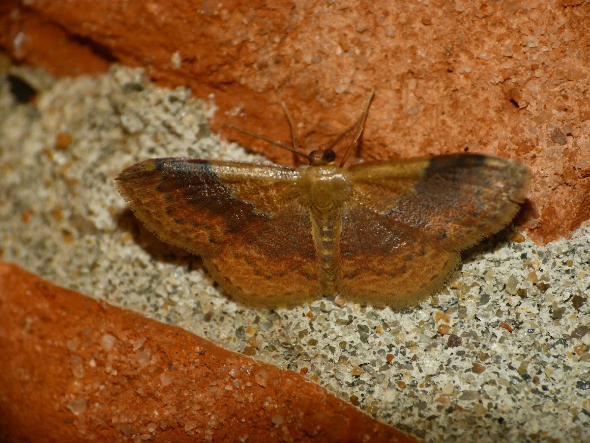 Dark-ribboned wave moth