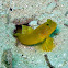 Yellow Shrimp-goby