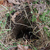 Groundhog burrow
