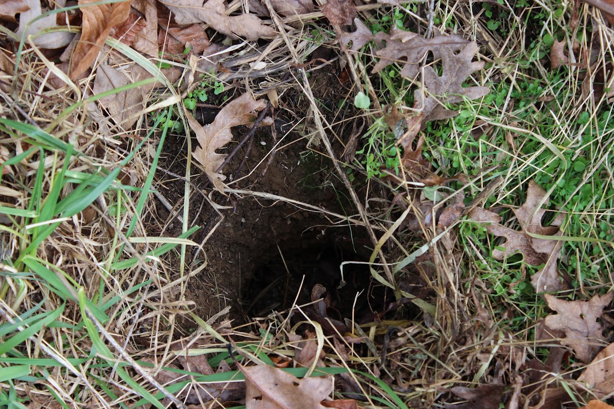 Groundhog burrow