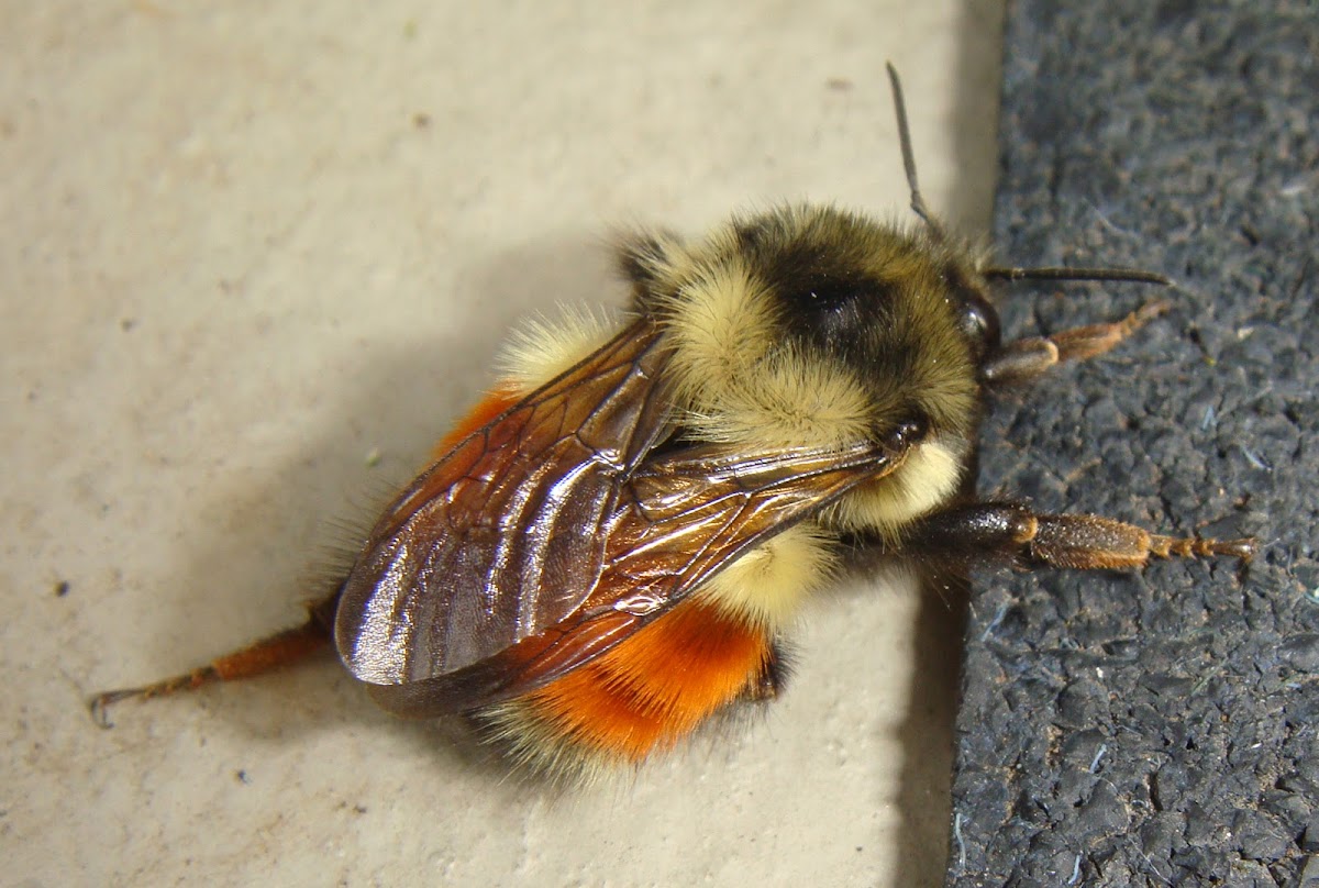 Black-tailed bumblebee