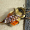 Black-tailed bumblebee