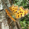 Comma Butterfly / Riđa c-bijela