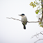 White-Collared Kingfisher