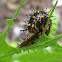 Common Eggfly