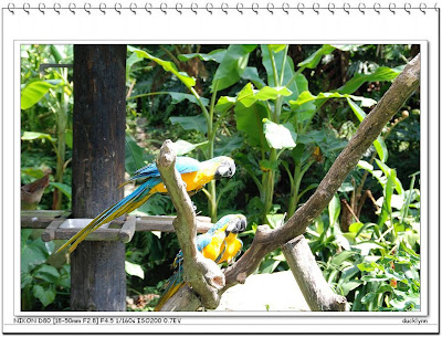 空中生態系:その正体、特徴と種類