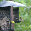 Yellow breasted finch