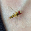 Hoverfly