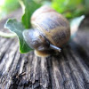 Adult Brown Garden Snail