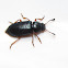 Red-legged Ham Beetle
