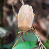 Giant shield bug