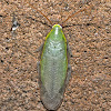 Green Blaberid Cockroach