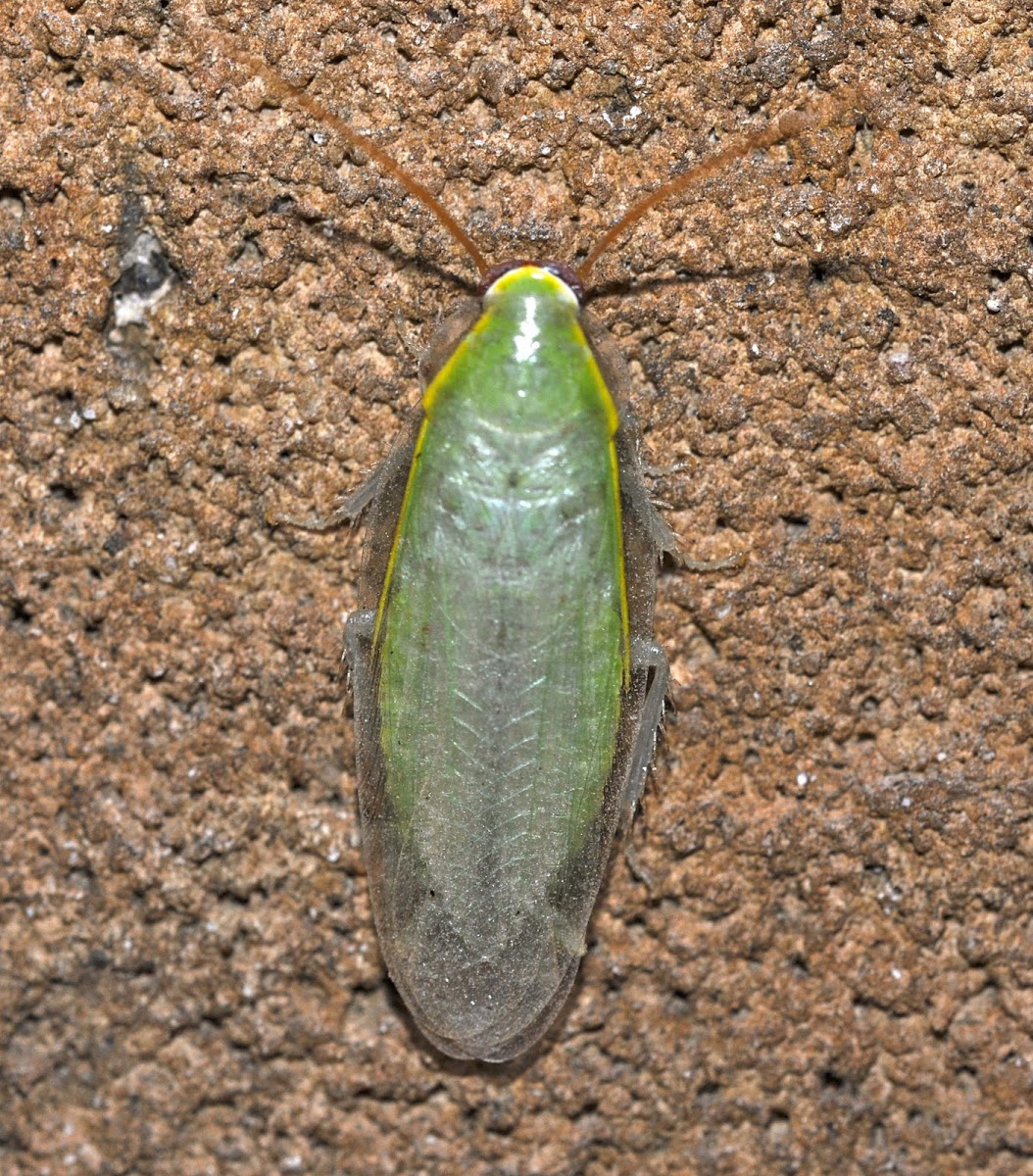 Green Blaberid Cockroach