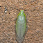 Green Blaberid Cockroach