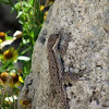 Tree Lizard