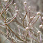 Flowering Dogwood