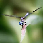 Dragonflies Live Wallpaper Apk