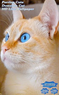 Free Download Purring Cute Domestic Cat APK