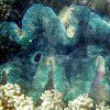 Giant clam (Tridacna gigas)