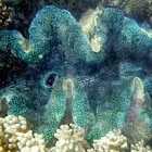 Giant clam (Tridacna gigas)