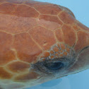 Loggerhead seaturtle