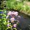 Joe Pye Weed