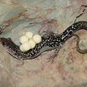 Caddo Mountain Salamander with eggs