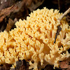 Ramaria flava)