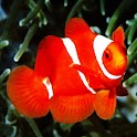 3D cute fish logo