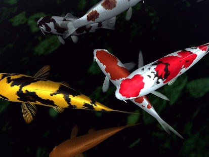 Fancy Koi Fish Live Wallpaper Screenshots 7
