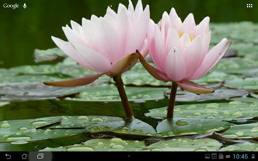 Real Water Lily Live Wallpaper