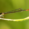 Red-tipped Shadefly