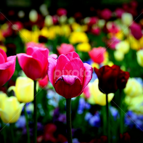 Tulip by Awesome Pics - Flowers Flower Gardens