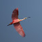 Roseate Spoonbill