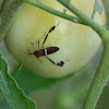 Leaffooted bug