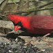 Talking Bird