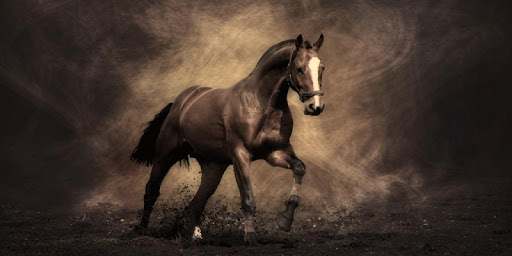 Horses Live Wallpaper