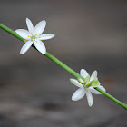 Spider Plant