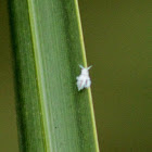 Woolly Aphid