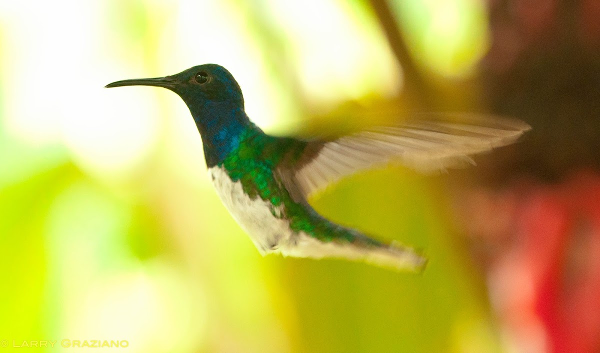 White-necked Jacobin Male