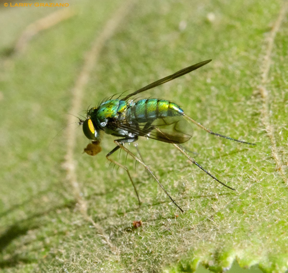 Long-Legged Fly with prey