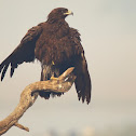 Greater spotted eagle
