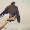 Greater spotted eagle